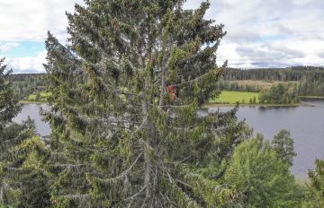 Sumiaisissa kasvava 32-metrinen kuusi voi olla Suomen suurin. (Kuvaaja: Sami Karppinen)