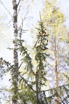 Latvakasvaimen kärjessä oleva kasvusolukko ohjaa koko puun kehitystä hormonien avulla. (Kuvaaja: Sami Karppinen)