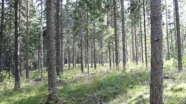 Suomalaisessa metsäntutkimuksessa hyvää on Harri Mäkisen mielestä se, että metsiä on tutkittu pitkään ja tutkimuksen yhteys käytäntöön on tiivis. (Kuva: Sami Karppinen)