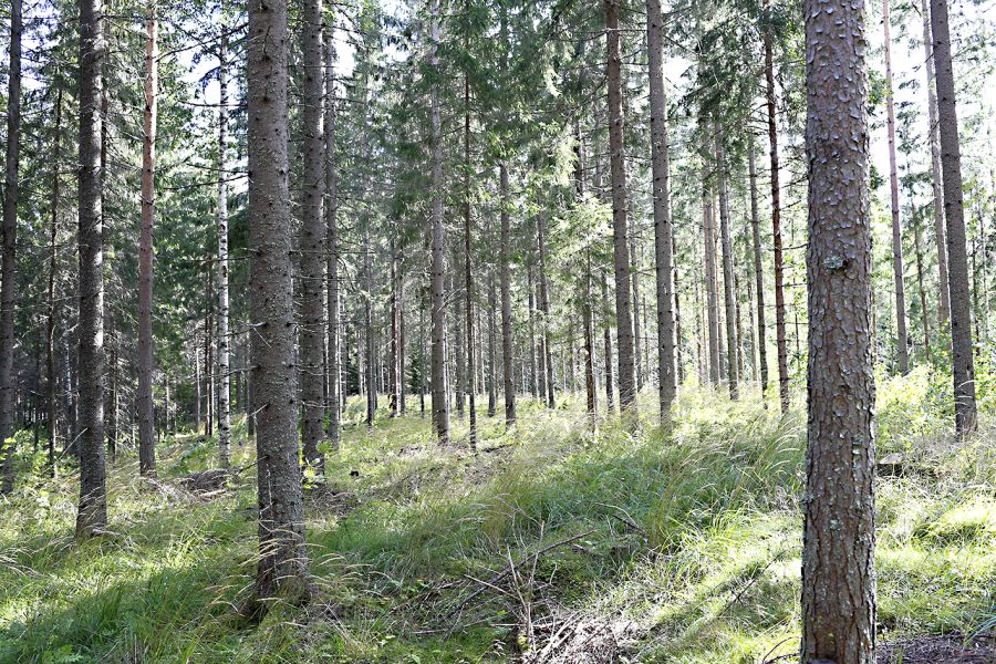 Suomalaisessa metsäntutkimuksessa hyvää on Harri Mäkisen mielestä se, että metsiä on tutkittu pitkään ja tutkimuksen yhteys käytäntöön on tiivis. (Kuva: Sami Karppinen)