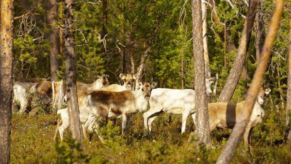 Muddusjärven paliskunnan mukaan metsästys häiritsee alueen poronhoitoa. (Kuva Tero Sivula)