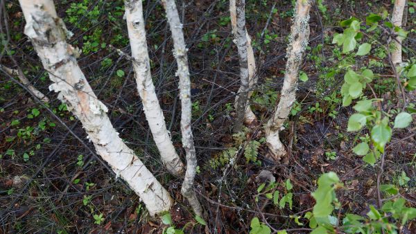 Metsä jäi hoitamatta ja metsänomistaja sai kemeratukien sijasta ehdollisen vankeustuomion. Kuvan metsä ei liity tapaukseen. (Kuvaaja: Sami Karppinen)