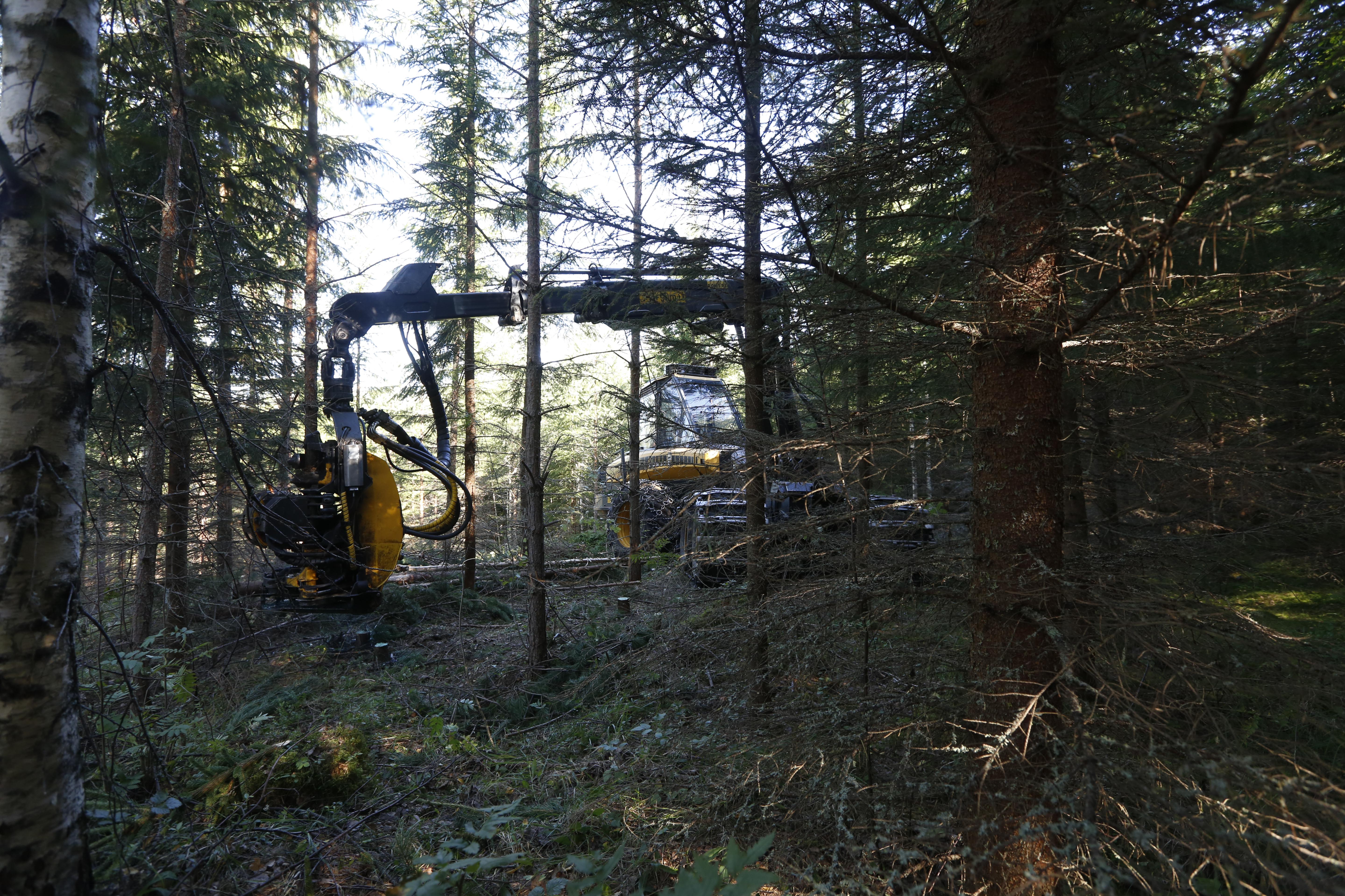 Metsänhoitoyhdistysten korjaamalle puulle on markkinoilla nyt kysyntää. Etenkin koivukuituun tarraavat kiinni nyt kaikki ostajat. (Kuvaaja: Sami Karppinen)