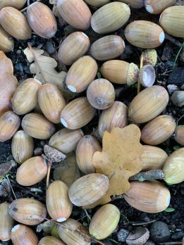 Tammenterhojen idätys kiinnosti lukijaa. (Kuvaaja: Tiia Puukila)