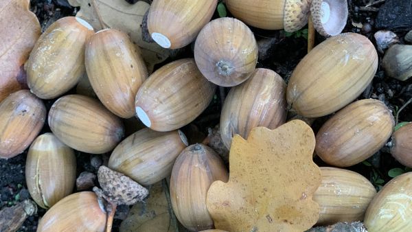 Tammenterhojen idätys kiinnosti lukijaa. (Kuvaaja: Tiia Puukila)