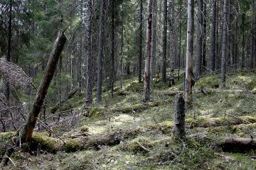 Metso on metsiensuojeluohjelmana tunnetuin, mutta ei suinkaan ainoa eikä usein edes mahdollinen vaihtoehto. (Kuva Jyrki  Luukkonen)