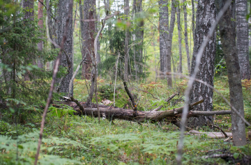 Suojeltava alue on monimuotoinen sekametsä. Alueen nimeksi tulee Blue Forest Von Hertzen Brothers -yhtyeen kahdeksannen levyn mukaan. (Kuva: Johanna Viitanen)