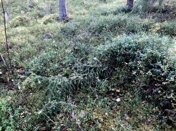 Maanmyötäisenä kasvava kuusi on menettänyt syystä tai toisesta rungon alimpien oksien yläpuolelta.  