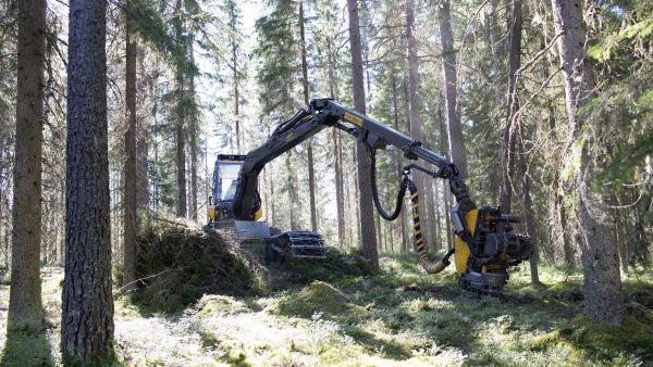 Metsäkoneen katkontatiedon avulla saadaan tarkka sijainti, missä kohdin hakkuukuviota juurikääpälahoa on. Tätä tietoa voidaan hyödyntää kuvion uudistamisessa. (Kuvaaja: Sami Karppinen)