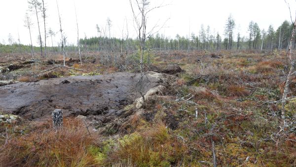Puuntuotannollisesti heikkotuottoisten suometsien ennallistaminen on yksi keino lisätä luonnon monimuotoisuutta. Kuvassa Tornatorin omistamaa metsää Pieksämäellä, jossa turvemaametsää ennallistettiin lokakuun lopussa patomalla ojat. Puusto oli korjattu metsästä viime talvena. (Kuvaaja: Sami Karppinen)