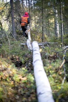 Kuitupuista eniten on noussut koivukuidun hinta. (Kuvaaja: Sami Karppinen)