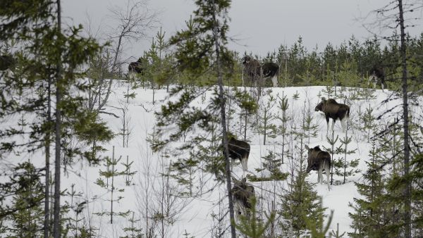 Hirvien ruokahalu on omalta osaltaan syynä metsien vuotuisen kasvun hiipumiseen. (Kuva Ari Komulainen)