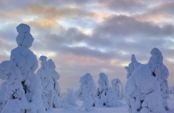 Tykkymetsä syntyy, kun kosteus huurtuu puihin. Joulukorttimaisemaksi se muuttuu vasta korkeapaineen aikaan pilvien hajotessa. (Kuva: Jorma Luhta)