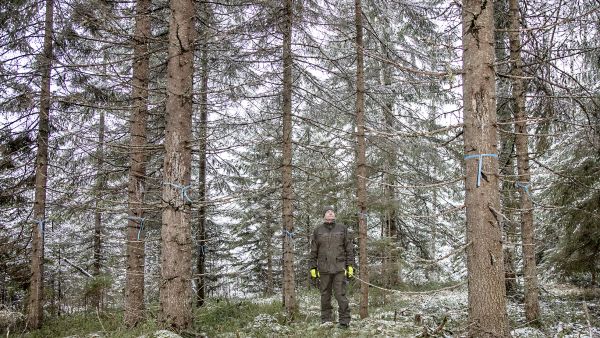 Nurmeslaisen metsänomistajan  Juha Lipposen kuusikossa hirvet ovat repineet kuusen tyvitukeista kuoren. Samankaltaista tuhoa on havaittu eri puolilla Pohjois-Karjalaa. (Kuvaaja: Harri Mäenpää)