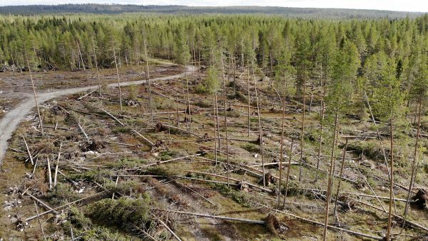 Vakuutuksista korvataan tällä hetkellä varsinkin myrskytuhoja. (Kuvaaja: Sami Karppinen)
