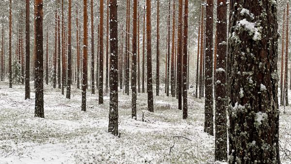 Eteläsavolaisen tilan kasvatusmetsät ovat hyvässä arvokasvussa ja tiestö kunnossa. (Kuvaaja: Jussi Salomäki)