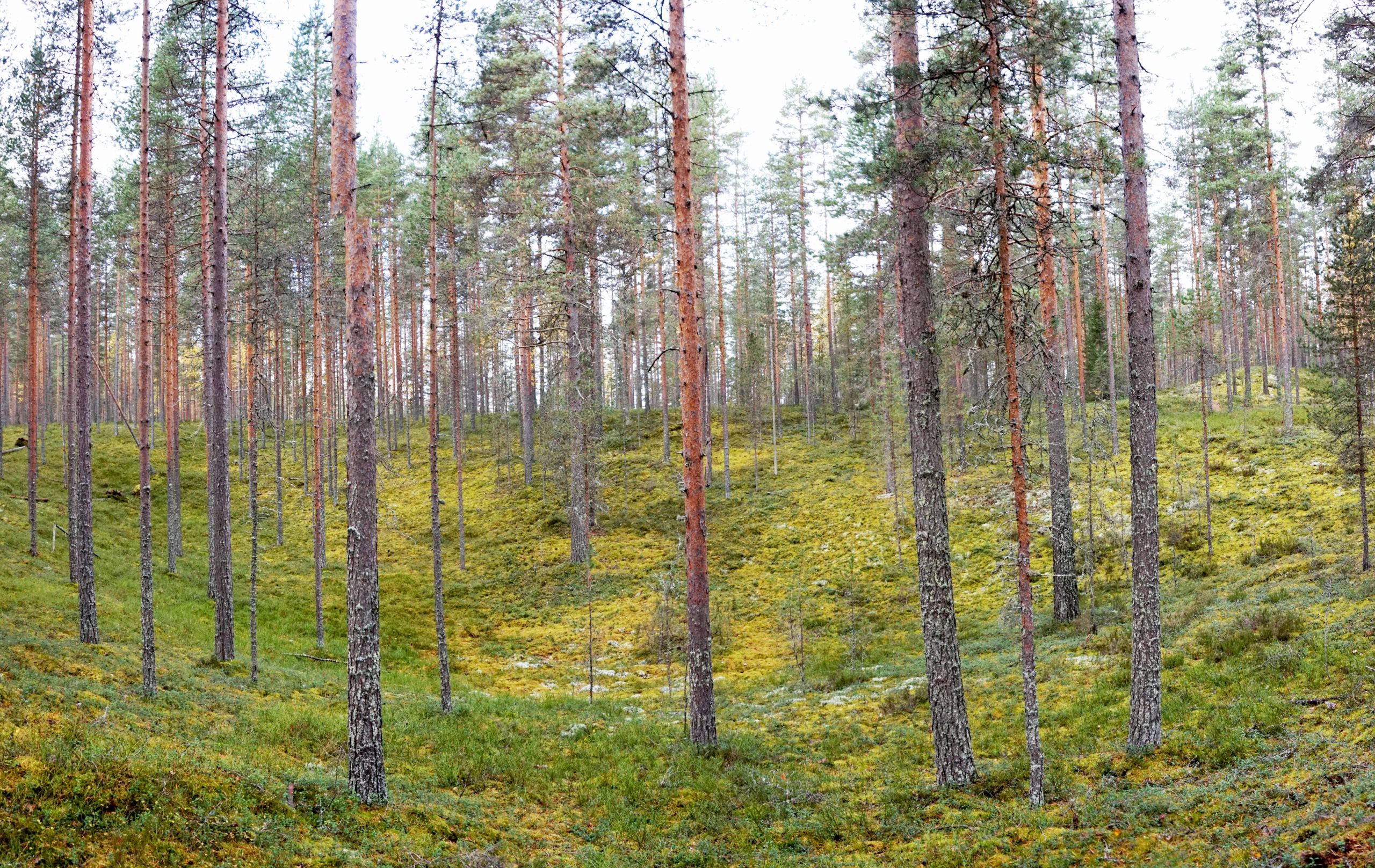 Hiilinieluselvitys: Männiköiden vanheneminen ei yksin selitä metsien kasvun taantumaa