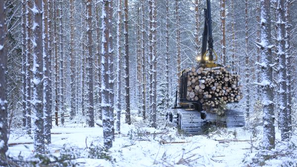 Yleisin virhe oli, että puustoa oli hakattu liian harvaksi. Tämä johtuu liian leveiksi hakatuista ajourista ja niiden liian avariksi hakatuista risteyskohdista.