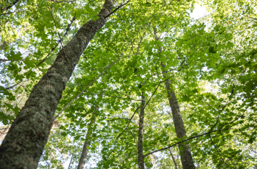 Ilmaston lämmetessä jalot lehtipuut ja vaihtoehtoiset puulajit pärjäävät entistä pohjoisempana. Mänty, kuusi ja koivut ovat silti tulevaisuudessakin pääpuulajit. (Kuva: Seppo Samuli)