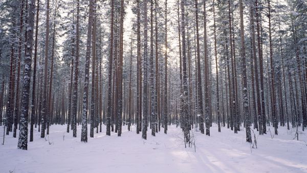 Metsät sitoisivat enemmän hiiltä, kun niitä harvennettaisiin nykyistä lievemmin ja lannoitettaisiin nykyistä enemmän.
