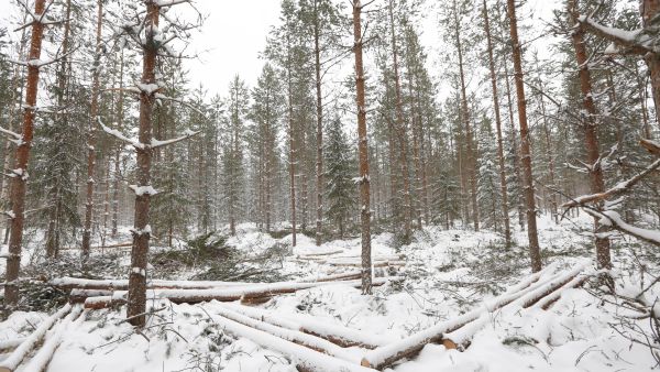 Kuitu- ja energiapuulle on nyt kysyntää Lapissa. (Kuvaaja: Sami Karppinen)