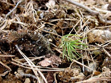 Rousteen maasta nostama männyn taimi kylvöalalla. Rouste voi heikentää kylvötulosta merkittävästi jo kuivahkon kankaan moreenimaalla. (Kuvaaja: Pekka Helenius)