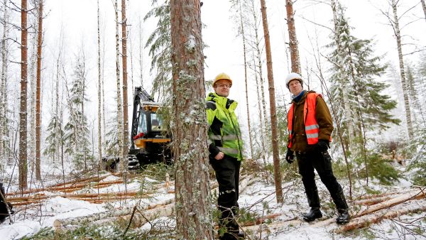 Metsänhoitoyhdistys Pohjois-Savon puunkorjuun asiantuntija Veli Pirskanen (oik.) valvoi Harvestian ensiharvennusleimikon korjuuta viime viikolla Karttulassa. Pirskanen sekä korjuuyrittäjä Hermanni Häyrinen olivat samoilla linjoilla siitä, että harvennusvoimakkuus kannattaa pitää maltillisena muun muassa lumituhojen ehkäisemiseksi. (Kuvaaja: Sami Karppinen)