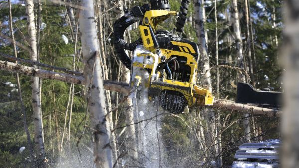 Valtaosa metsätalouden tuesta on viime vuosina käytetty taimikonhoitoon ja nuoren metsän hoitoon. (Kuvaaja: Sami Karppinen)