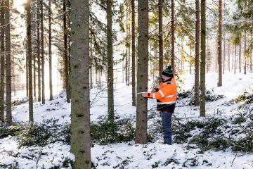 Savonlinnan Moinsal- men kylällä sijaitsevaan noin 50-vuotiaaseen kuusikkoon avoin metsävaratieto ehdotti päätehakkuuta vuodelle 2023. Metsäasiantuntija Vesa Laukkanen (kuvassa) ja metsänomistaja näkivät järkevämmäksi harvennushakkuun. Puuston keskiläpimitta on noin 25 senttiä. (Kuva: Sirpa Mikkonen)