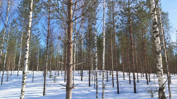 Voimakas ja hiukan etuajassa tehty ensiharvennus. Kuva: Hannu Liljeroos