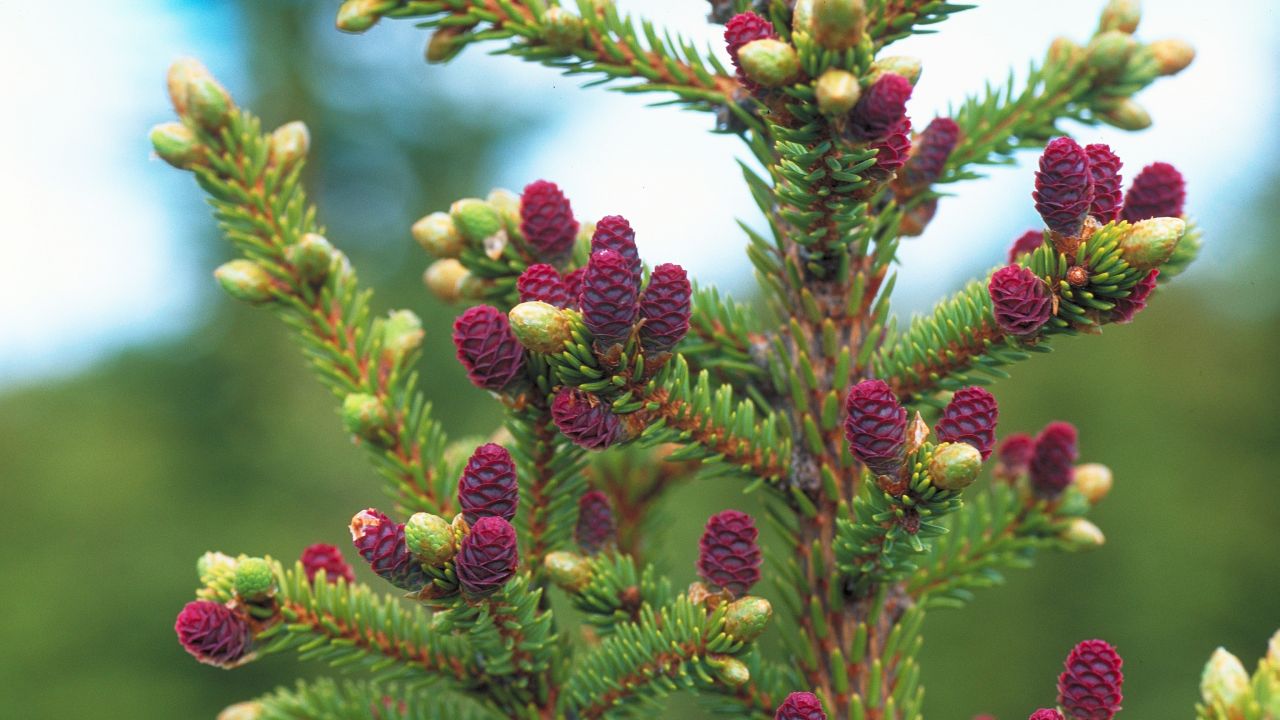 Kuuselle luvassa keskimääräistä parempi kukinta, männylle runsas ...