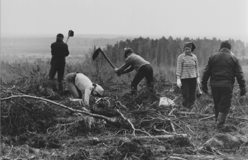 1960-luvun alussa yhä useammalle metsänomistajalle tuli tutuksi taimien istuttaminen. Kuvassa istutetaan mäntyjä Iljanvaarassa Ilomantsissa. (Kuva: Metsämuseo Lusto)