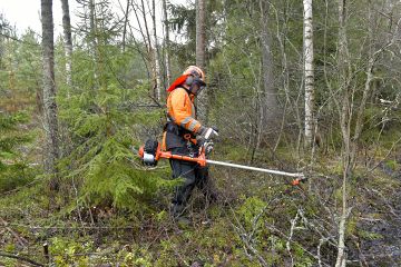 Echo CLS 520 yrittää murtaa Husqvarnan ja Stihlin valta-asemaa raivaussahamarkkinoilla. (Kuvaaja: Juha Sinisalo)