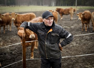 Marko Valkosen tilalla Jyväskylän Oravasaaressa tuotetaan luomunaudanlihaa. Myös metsä tuo merkittävästi tuloja.  (Kuvaaja: Petteri Kivimäki)
