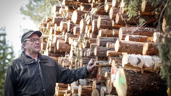 Heikki Vesteri on työskennellyt energiapuun parissa 30 vuotta, ja vasta nyt on kohdalla ensimmäinen merkittävä hinnannousu. (Kuvaaja: Petteri Kivimäki)