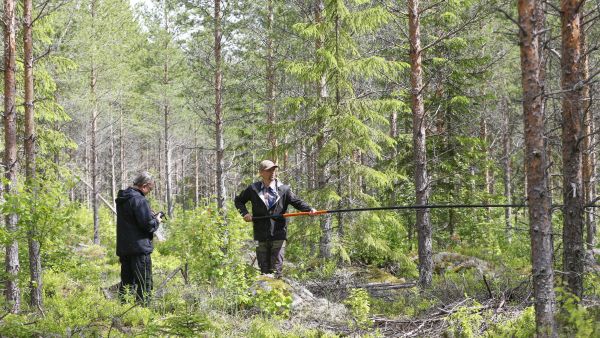 Metsäkeskuksen metsäneuvoja Kari Turunen (vas.) ja elinkeinopäällikkö Matti Virkkunen mittasivat erillisselvitykseen valikoituneen ensiharvennusmännikön korjuujälkeä kesällä 2022 Uuraisilla. Metsäkeskuksen mittaukset perustuivat osin dronemittauksiin ja tuloksia on kyseenalaistettu laajasti. (Kuva: Sami Karppinen)