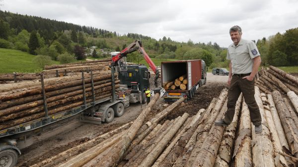 Forstamt Gehrenin johtaja Karsten Rose seurasi, kun kiinalaisen puunostajan edustajat lastasivat kirjanpainajan kuivattamia kuusia kontteihin Thüringenin osavaltiossa. Metsänomistaja on saanut puista tien varressa 90 euron kuutiohinnan. (Kuva: Sami Karppinen)