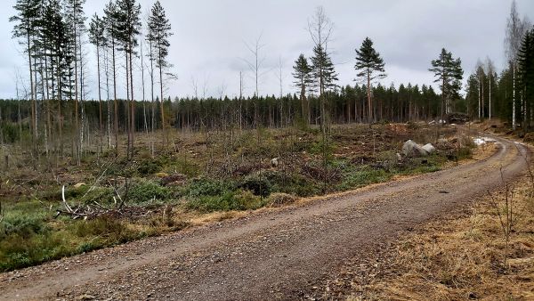 Pirkanmaalainen tila oli monella tapaa hyvä ja aktiivisesti hoidettu, mutta kiireellä tehdyssä tila-arviossa oli epätarkkuuksia etenkin uusimpien hakkuiden osalta. (Kuvaaja: Hannu Liljeroos)