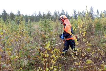 Kylvämällä tai luontaisesti uudistettu taimikko, tai sekataimikko, on syytä hoitaa ajoissa. Kylvötaimikko jopa hiukan tavallista aiemmin. (Kuvaaja: Sami Karppinen)