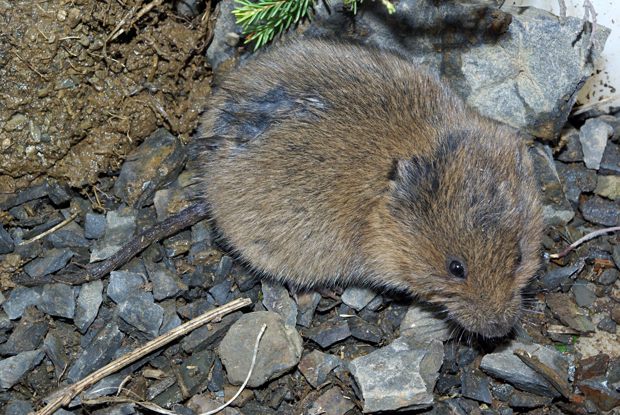 Peltomyyrä on paha taimituholainen.  (Kuvaaja: Wikimedia Commons)