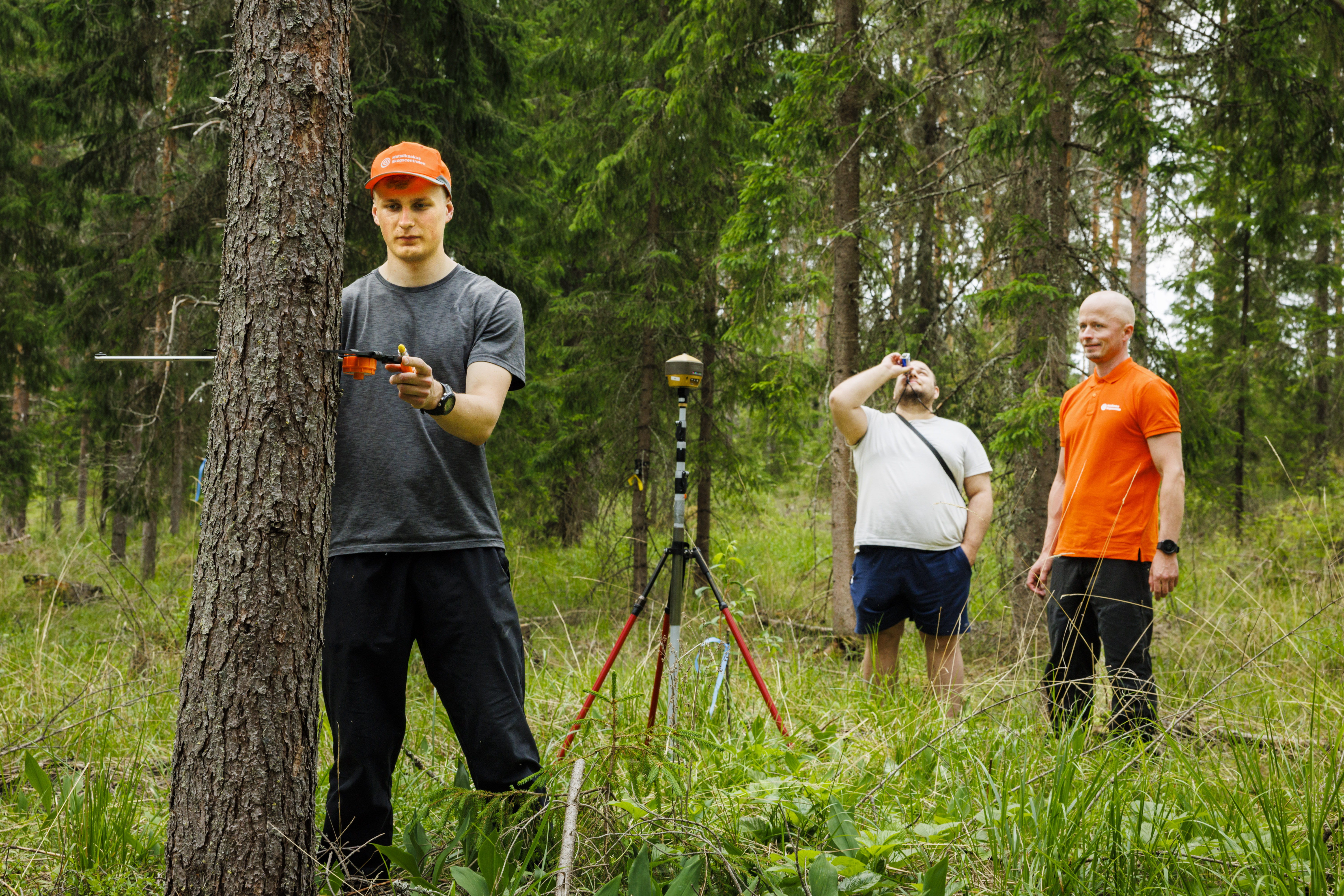 Metsäkeskuksen metsätiedon palvelupäällikkö Jussi Lappalainen (oik.) seuraa, kun harjoittelija Max Tallqvist (vas.) mittaa koealalta puun läpimitan ja metsäneuvoja Mika Rönkkö pituuden. Maastotietoja hyödynnetään metsävaratiedon tuotannossa metsään.fi-palveluun. (Kuvaaja: Seppo Samuli)