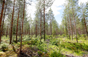 Korjuujälki näyttääkin olevan parempaa kuin mitä Metsäkeskuksen selvityksissä todetaan. Tämä männikössä ajourat olivat venyneet ylileveiksi ja ajourat olisi voinut suunnitella paremminkin. (Kuva: Sami Karppinen)