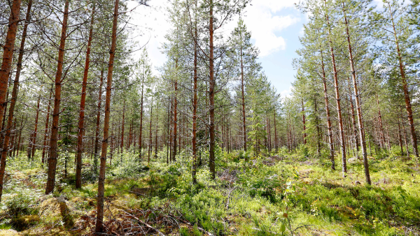Korjuujälki näyttääkin olevan parempaa kuin mitä Metsäkeskuksen selvityksissä todetaan. Tämä männikössä ajourat olivat venyneet ylileveiksi ja ajourat olisi voinut suunnitella paremminkin. (Kuva: Sami Karppinen)