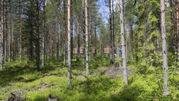 Tämä Uuraisilla Metsäkeskuksen erillisselvityksessä keväällä 2022 tarkastettu ensiharvennusleimikko arvosteltiin virheelliseksi, koska puustoa oli tulosten mukaan harvennettu liian voimakkaasti. Nyt Metsäkeskus myöntää, että erillisselvityksen tulokset eivät ole luotettavia. (Kuva: Sami Karppinen)