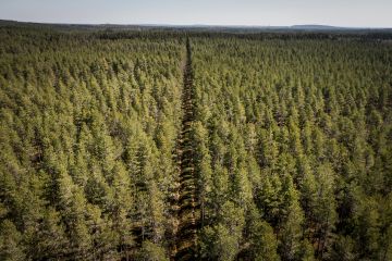 Jaakkoinsuo Vilppulassa on ensimmäisiä metsänkasvatusmielessä ojitettuja soita. Yli satavuotiaan ojalinjan toinen puoli on jätetty hoitamatta, toisessa on tehty tavalliseen tapaan harvennuksia. (Kuvaaja: Petteri Kivimäki)