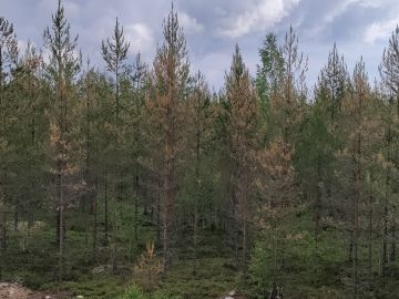 Ruskomäntypistiäinen syö kaikenikäisten mäntyjen neulasia. (Kuvaaja: Lukijan kuva)