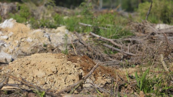 Kesäkuun poikkeuksellinen kuiva ja kuuma jakso on voinut aiheuttaa ongelmia istutus- sekä kylvötaimille. Tuoreen taimikon tilanne kannattaa käydä tarkistamassa nyt loppukesästä. Kuva: Sami Karppinen. 