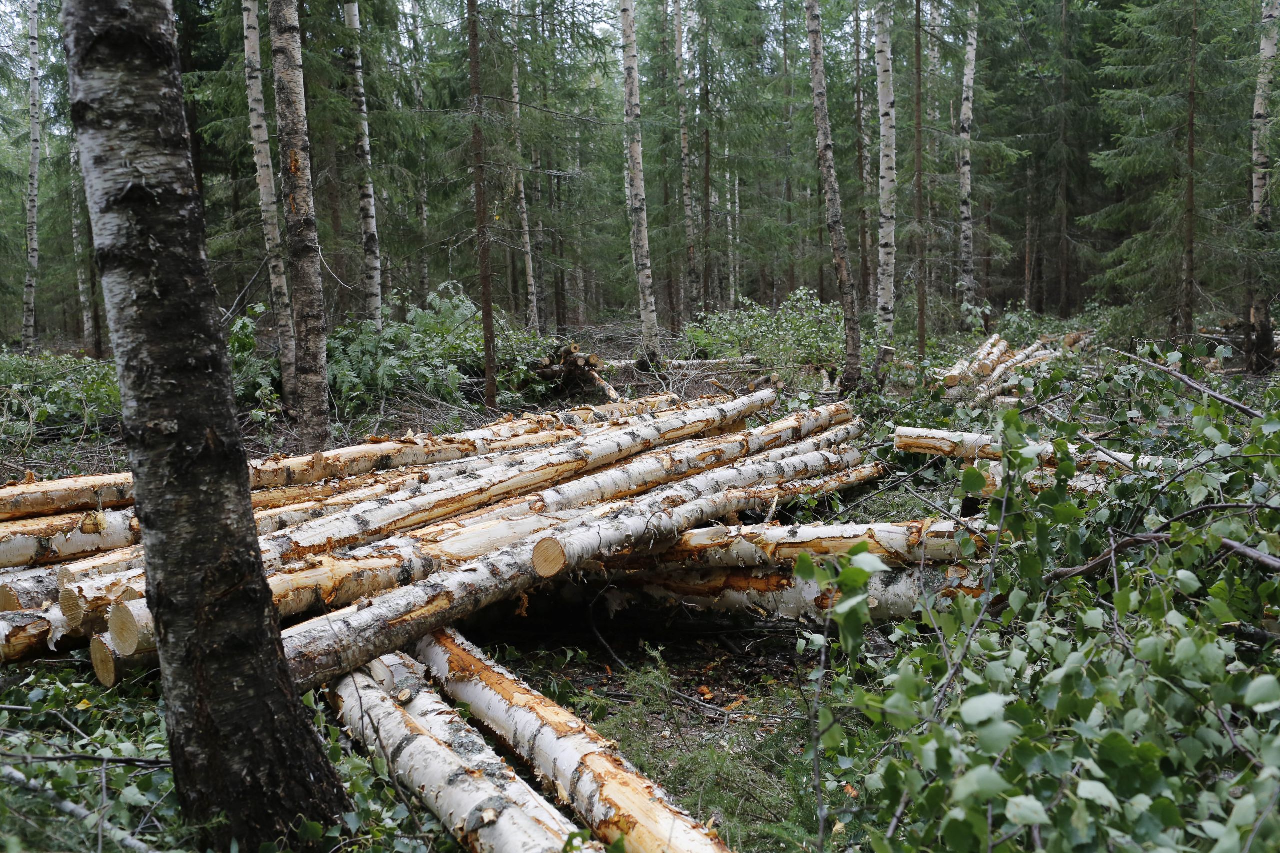 Puukaupassa syksyn näkymät sumuiset, ”ei voi sanoa vielä mitään”
