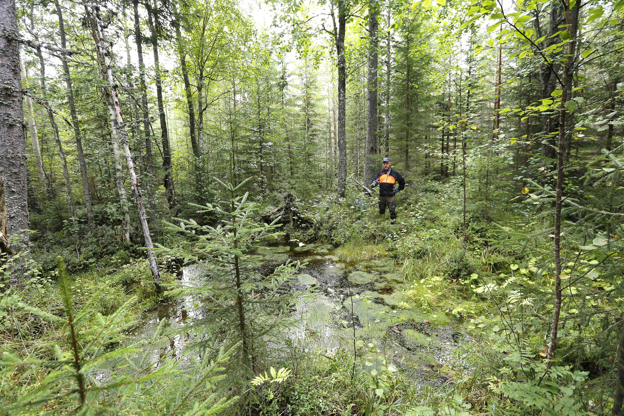 Iso lähde on jätetty Pauli Partasen metsässä viisaasti metsätaloustoimien ulkopuolelle. Hän on käynyt palstan raivuusahan kanssa läpi, mutta lähteen äärellä lepät ja muut puut saavat kasvaa vapaasti. (Kuvaaja: Sami Karppinen)