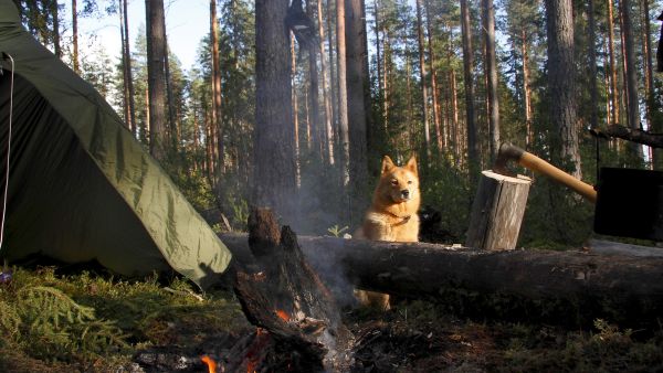 Metsästyslain ja erävalvontalain muutosten odotetaan tuovan lisää tehokkuutta erävalvontaan. Metsästysrikoksista uskotaan paljastuvan vain murto-osan. (Kuvaaja: Sami Karppinen)